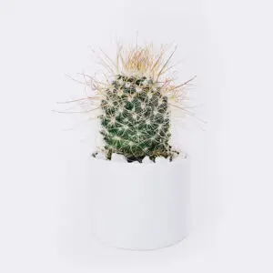 cactus3 free img